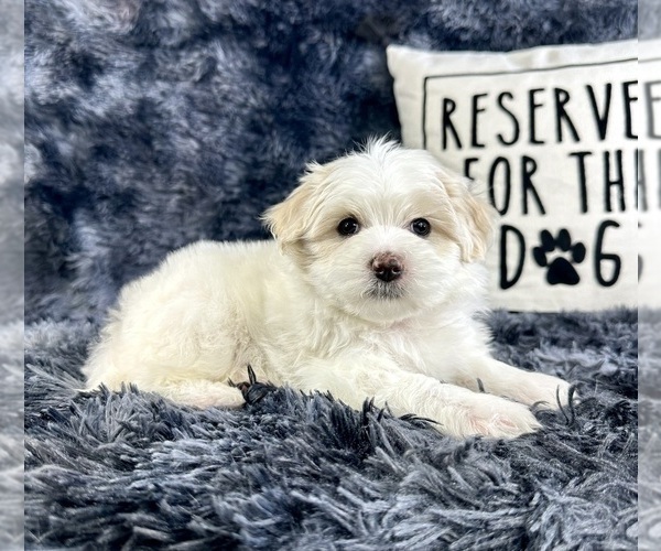 Medium Photo #6 Maltipoo Puppy For Sale in GREENFIELD, IN, USA