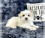 Small #5 Maltipoo