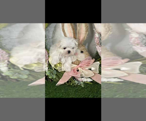 Medium Photo #3 Maltese Puppy For Sale in NILES, MI, USA