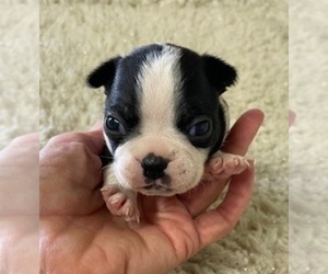 Boston Terrier Puppy for sale in CRKD RVR RNCH, OR, USA