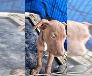 Labrador Retriever-Unknown Mix Dogs for adoption in San Antonio, TX, USA