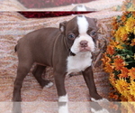 Small Photo #2 Boston Terrier Puppy For Sale in SHILOH, OH, USA