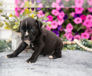 Medium Boxer