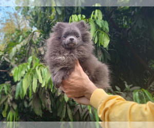 Pomeranian Puppy for sale in WEST PALM BEACH, FL, USA