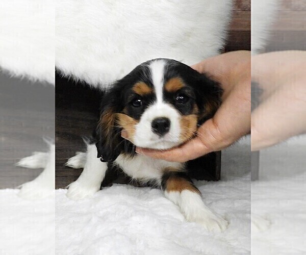 Medium Photo #9 Cavalier King Charles Spaniel Puppy For Sale in CARLISLE, KY, USA