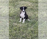 Small Photo #4 Texas Heeler Puppy For Sale in CENTRALIA, IL, USA