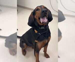 Bloodhound-Unknown Mix Dogs for adoption in Webster, WI, USA