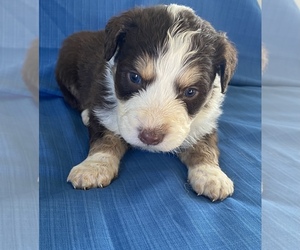 F2 Aussiedoodle Puppy for sale in CENTER, KY, USA