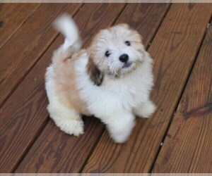 Havanese Puppy for sale in THAYER, KS, USA