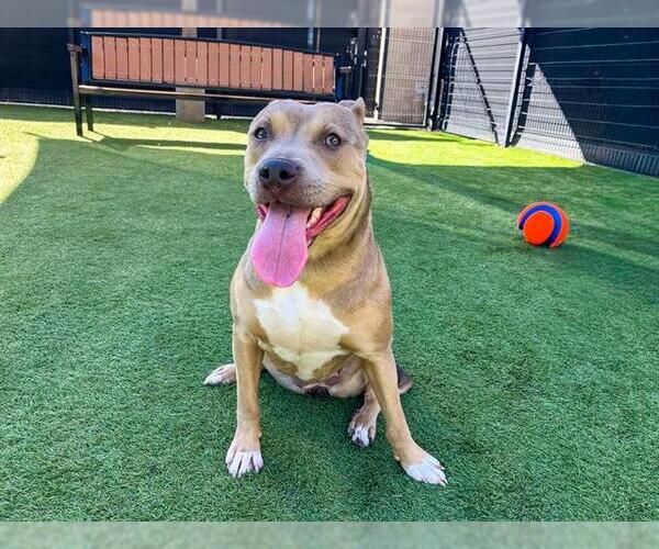 Medium Photo #2 Mutt Puppy For Sale in Orange, CA, USA