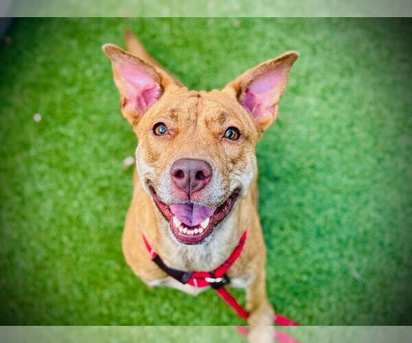 Medium Photo #2 American Pit Bull Terrier-Unknown Mix Puppy For Sale in Orlando, FL, USA