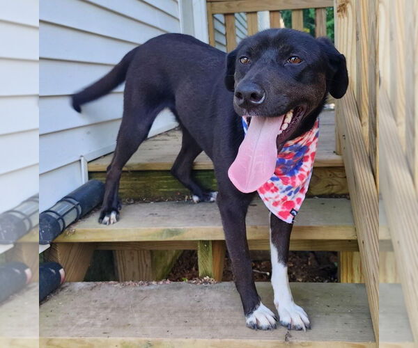 Medium Photo #6 Catahoula Leopard Dog-Labrador Retriever Mix Puppy For Sale in Crystal, MN, USA
