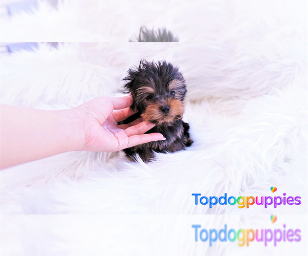 Medium Photo #3 Yorkshire Terrier Puppy For Sale in FULLERTON, CA, USA