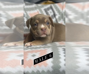 American Bully Puppy for sale in ELLENWOOD, GA, USA