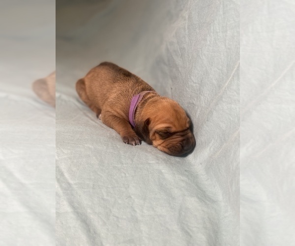 Medium Photo #8 Rhodesian Ridgeback Puppy For Sale in KELLER, TX, USA