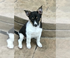 Texas Heeler Dogs for adoption in RICHMOND, MI, USA