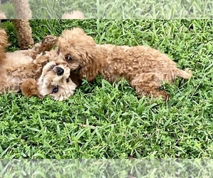 Poodle (Toy) Puppy for sale in ROCK HILL, SC, USA