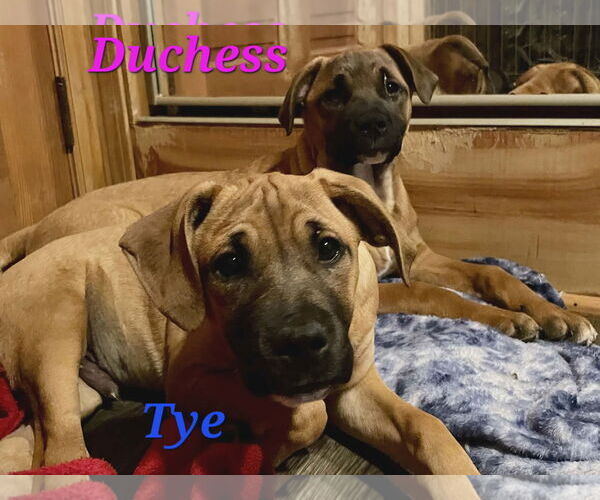 Medium Photo #1 Mutt Puppy For Sale in Woodbury, NY, USA