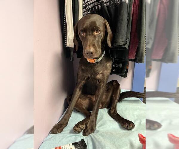 Medium Photo #3 Labrador Retriever Puppy For Sale in Warrington, PA, USA