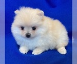 Small #1 Pomeranian