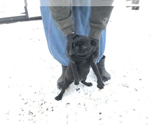 Pug Puppy for sale in DAYTON, VA, USA