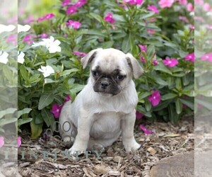 Pug Puppy for sale in SHIPPENSBURG, PA, USA