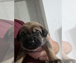 Puppy Rose pink Anatolian Shepherd-English Mastweiler Mix