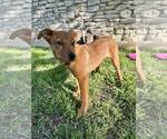 Small #1 Mutt