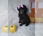 Small Photo #9 Poodle (Miniature) Puppy For Sale in INDIANAPOLIS, IN, USA