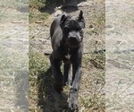 Small #1 Cane Corso