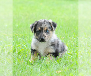 Shollie Puppy for sale in STATE COLLEGE, PA, USA