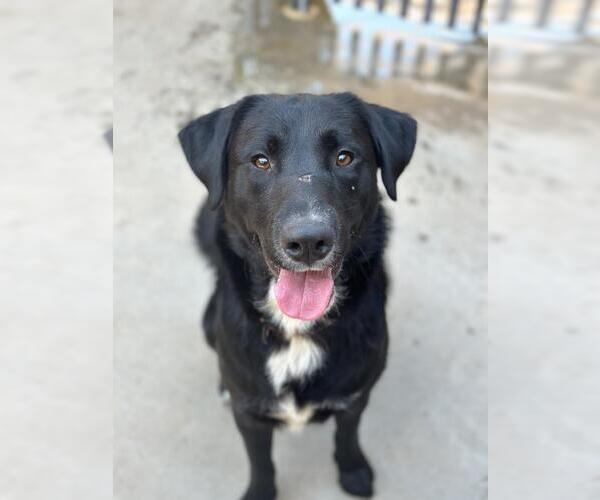 Medium Photo #1 Labrador Retriever Puppy For Sale in Santa Barbara, CA, USA