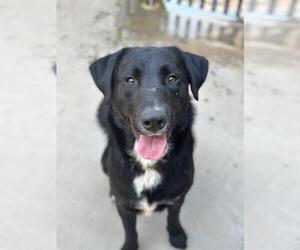 Labrador Retriever Dogs for adoption in Santa Barbara, CA, USA