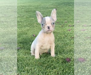 French Bulldog Puppy for sale in SPANISH SPGS, NV, USA
