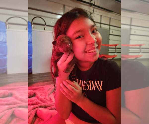 Medium Photo #9 Doberman Pinscher Puppy For Sale in FORT LAUDERDALE, FL, USA