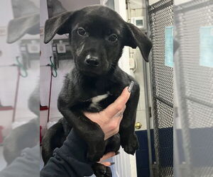 Labrador Retriever-Unknown Mix Dogs for adoption in Sterling, MA, USA