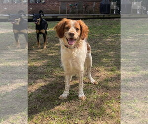 - Mix Dogs for adoption in Curwensville, PA, USA