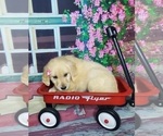 Small Photo #3 Golden Retriever Puppy For Sale in ELKHART, IN, USA
