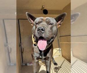 Chow Chow-Unknown Mix Dogs for adoption in Oklahoma City, OK, USA