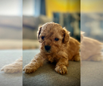 Small Photo #1 Poodle (Toy) Puppy For Sale in ALEXANDRIA, VA, USA