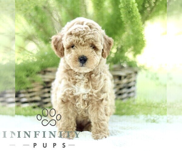 Medium Photo #3 Poodle (Toy) Puppy For Sale in PARADISE, PA, USA