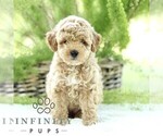 Small #2 Poodle (Toy)