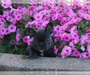 French Bulldog Puppy for sale in FREDERICKSBURG, OH, USA