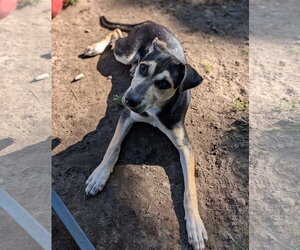 V - Female Mutt Dog for Adoption - Photo #3