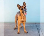 Small #1 German Shepherd Dog