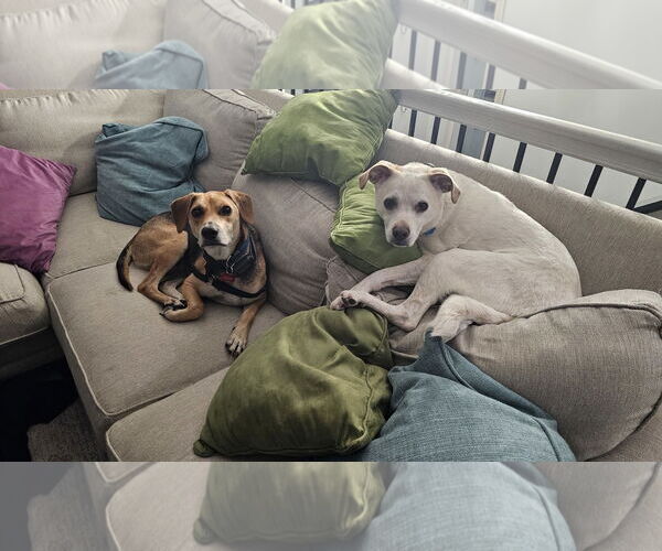 Medium Photo #6 Mutt Puppy For Sale in Farmington, MN, USA