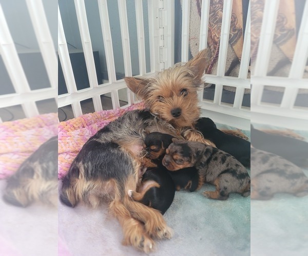 Medium Photo #1 Yorkshire Terrier Puppy For Sale in LINCOLN CITY, OR, USA