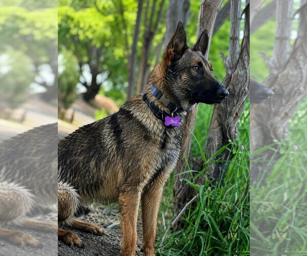 Medium Photo #4 German Shepherd Dog-Unknown Mix Puppy For Sale in Imlay City, MI, USA