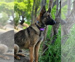 Small #3 German Shepherd Dog Mix