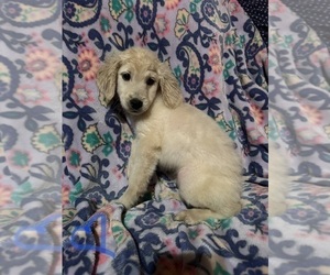Goldendoodle Puppy for sale in BOWLING GREEN, KY, USA